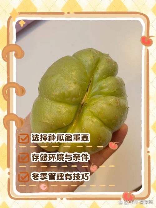 佛手瓜可以冷藏吗？佛手瓜可以放冰箱保鲜吗