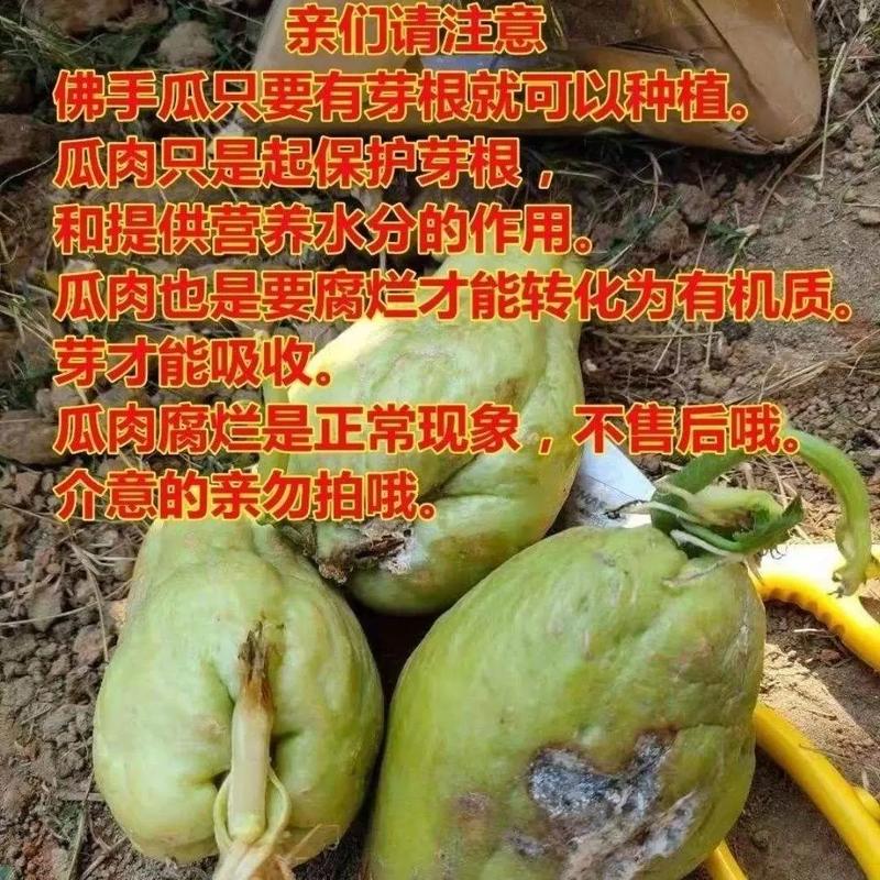 佛手瓜可以冷藏吗?佛手瓜可以放冰箱保鲜吗