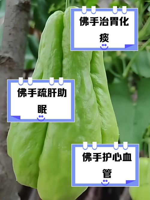 佛手瓜可以冷藏吗?佛手瓜可以放冰箱保鲜吗