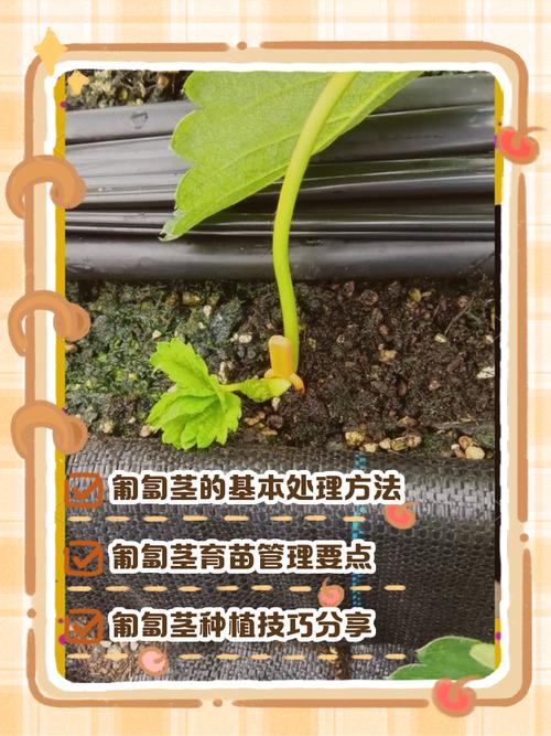 草莓是什么植物它的茎叫什么茎？草莓是哪种植物
