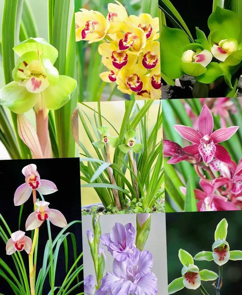 兰花一般在什么季节开花?？兰花最旺三种人