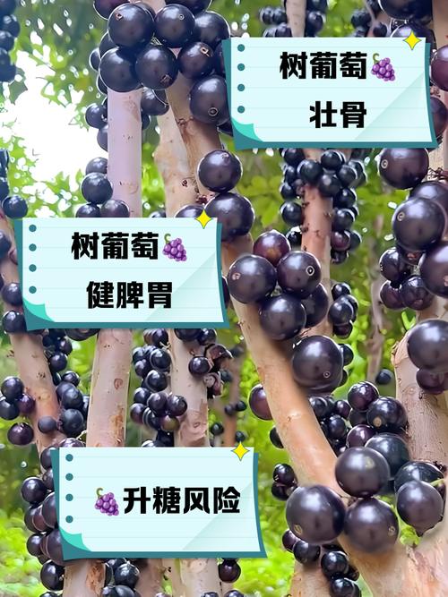 吃树葡萄有什么好处?吃树葡萄会中毒吗