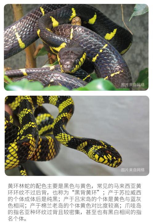 橙黄色和黑色相间的蛇？橙色和黑色的蛇有毒吗