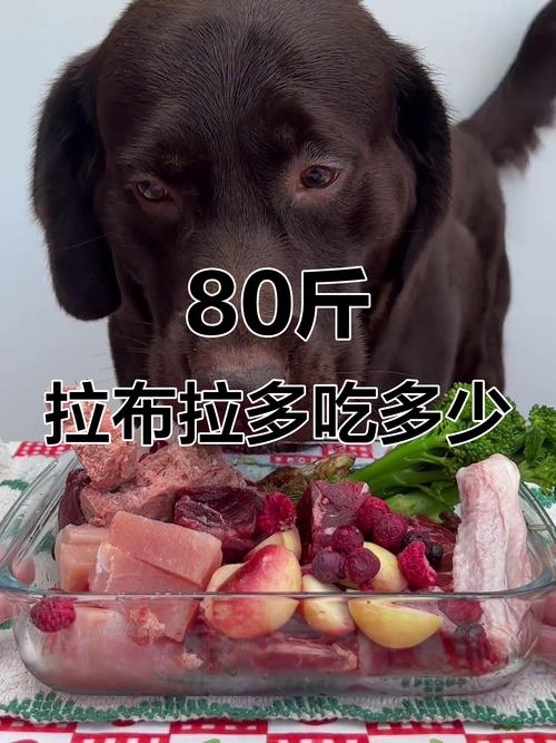 拉布拉多吃饭菜可以吗？拉布拉多能吃饭么