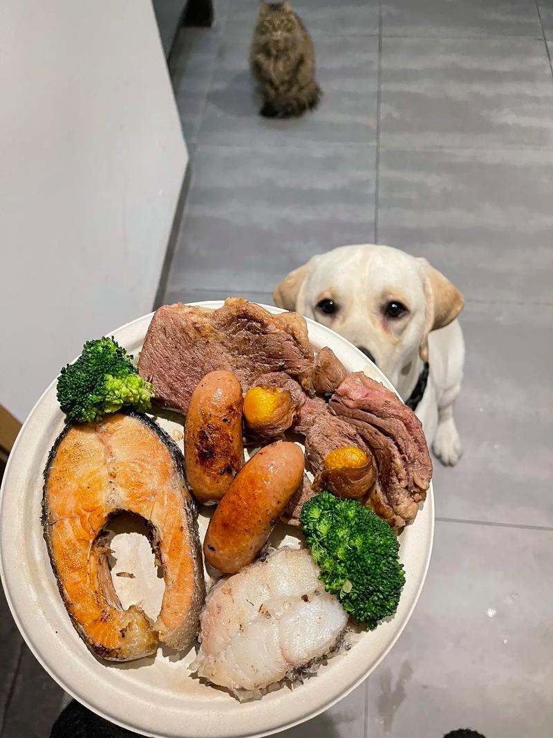 拉布拉多吃饭菜可以吗?拉布拉多能吃饭么