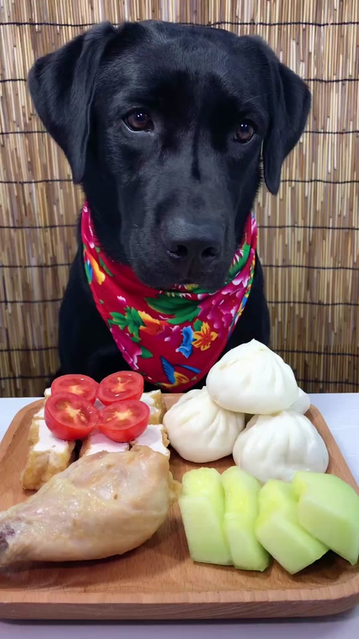拉布拉多吃饭菜可以吗?拉布拉多能吃饭么