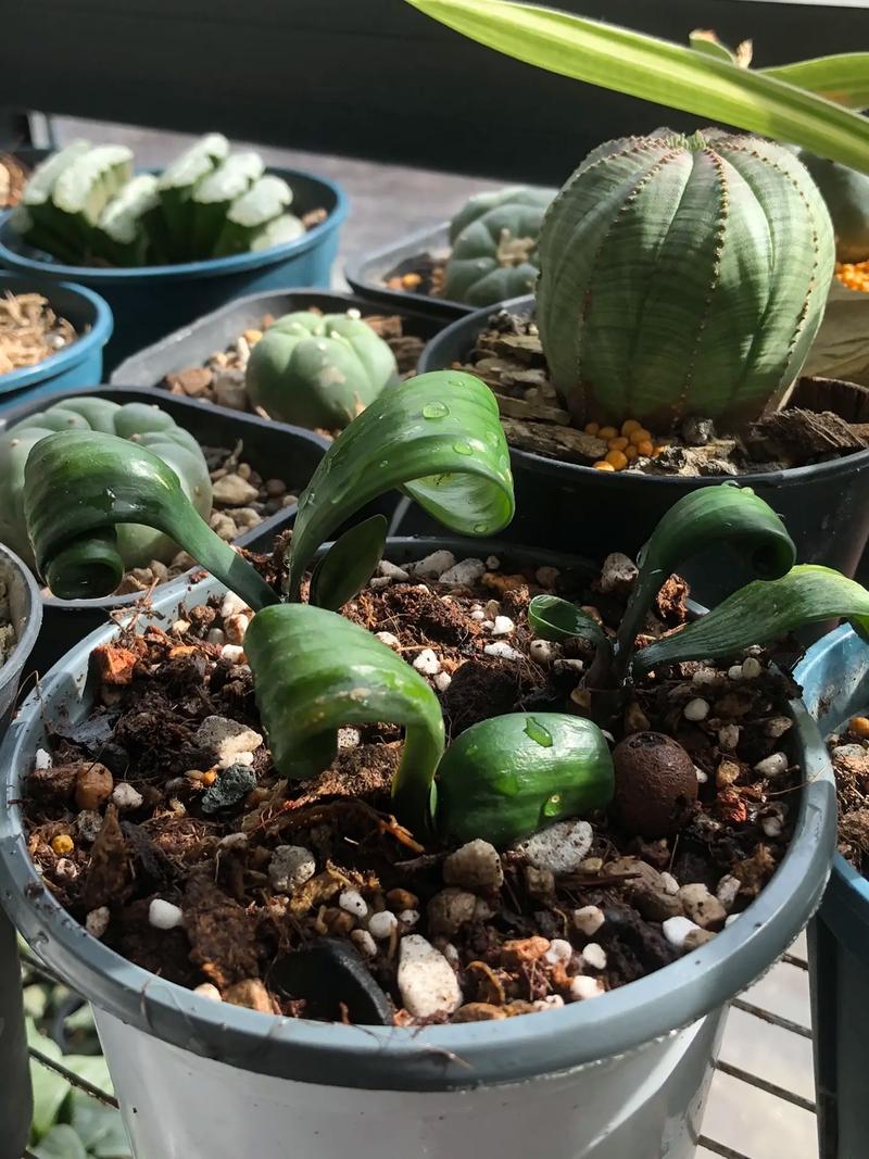 君子兰卷叶怎么办？君子兰叶子长卷了