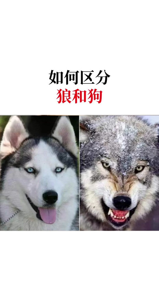 军犬和野狼哪个厉害？狼狗和军犬谁更厉害