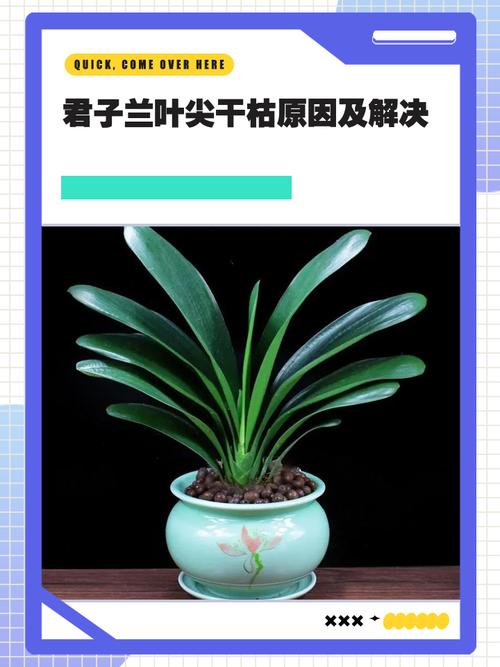 君子兰叶尖枯萎怎么办？君子兰叶尖干了咋回事