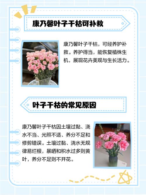 康乃馨叶子变软下垂?康乃馨叶子向下卷曲怎么挽救