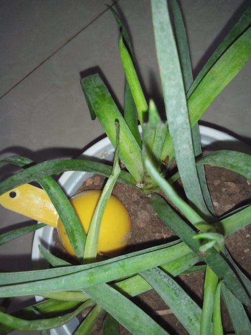 康乃馨叶子变软下垂?康乃馨叶子向下卷曲怎么挽救