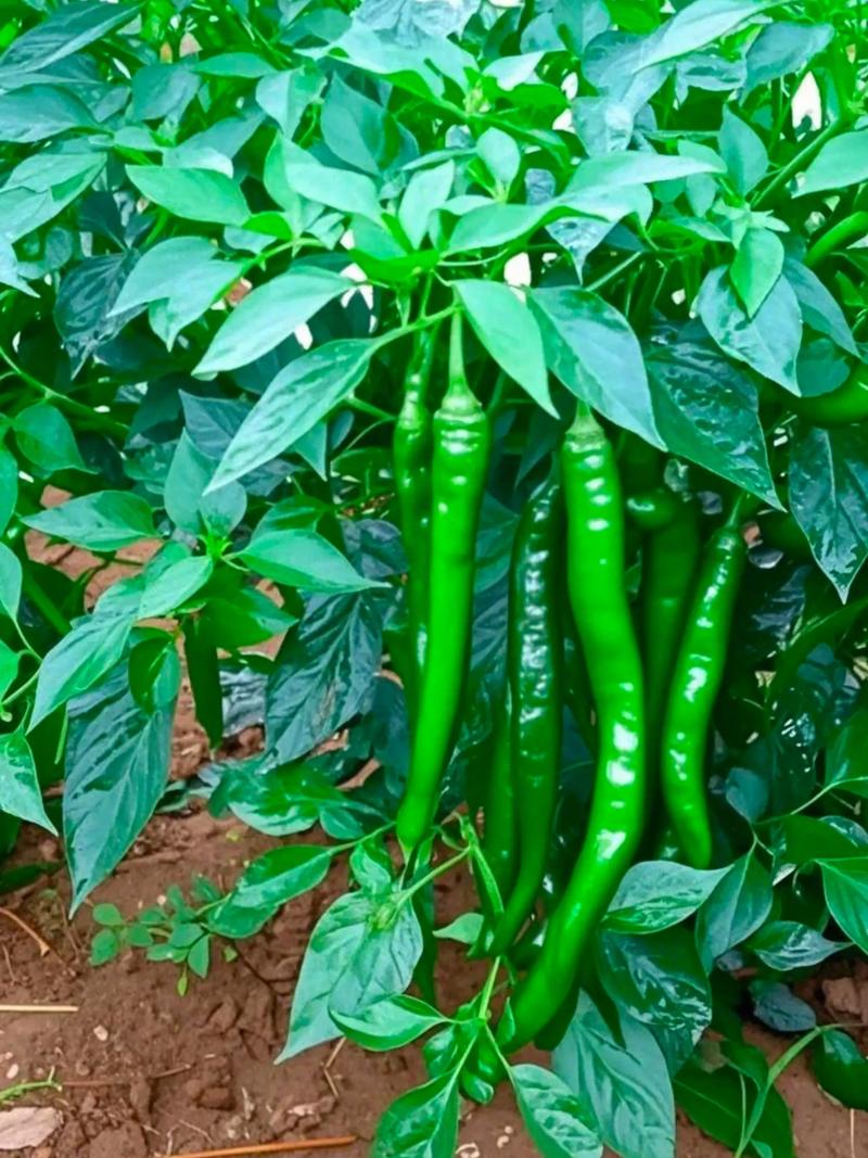 辣椒多年生最多几年？辣椒生长几年