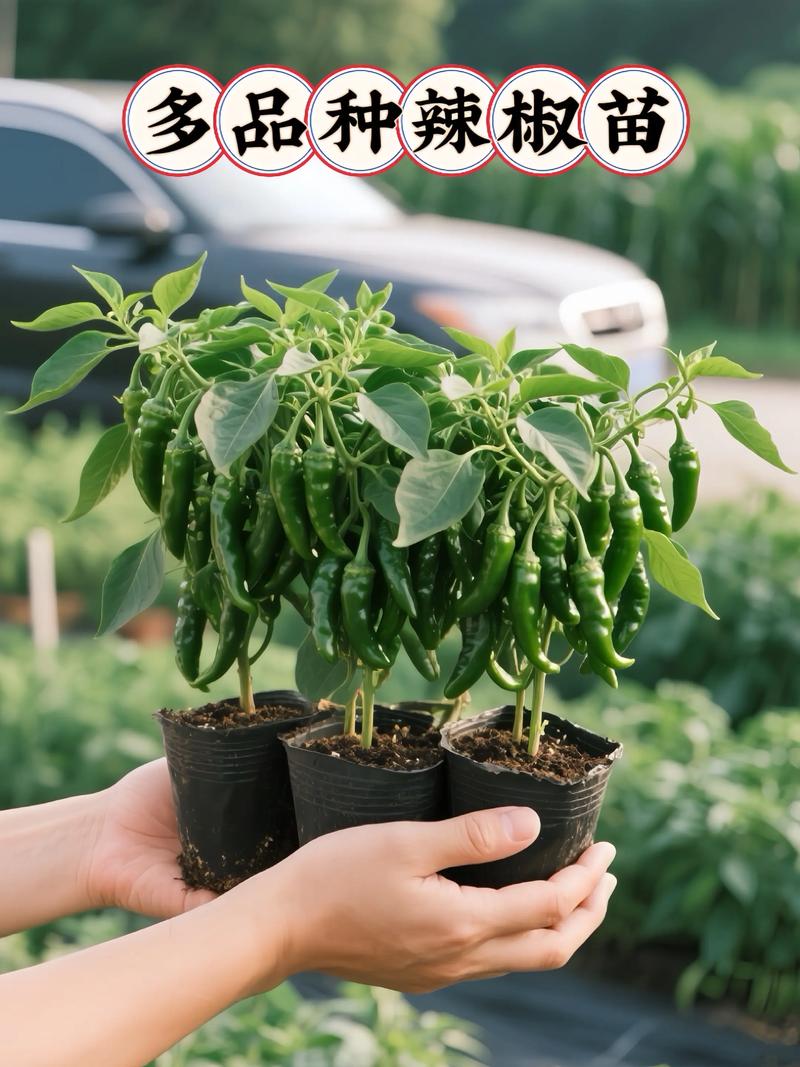 辣椒多年生最多几年?辣椒生长几年