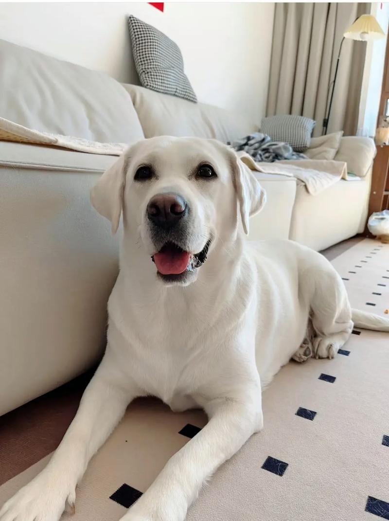 拉布拉多可以当什么犬?？拉布拉多可以当牧羊犬吗