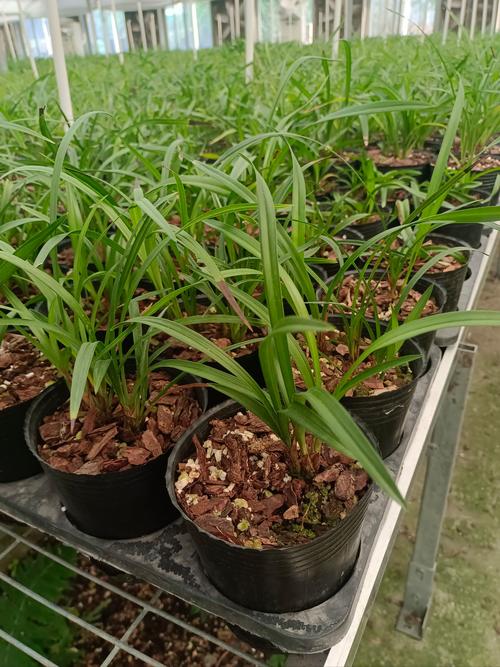 兰草生长在什么地方好找？兰草生长在什么地方好找种子