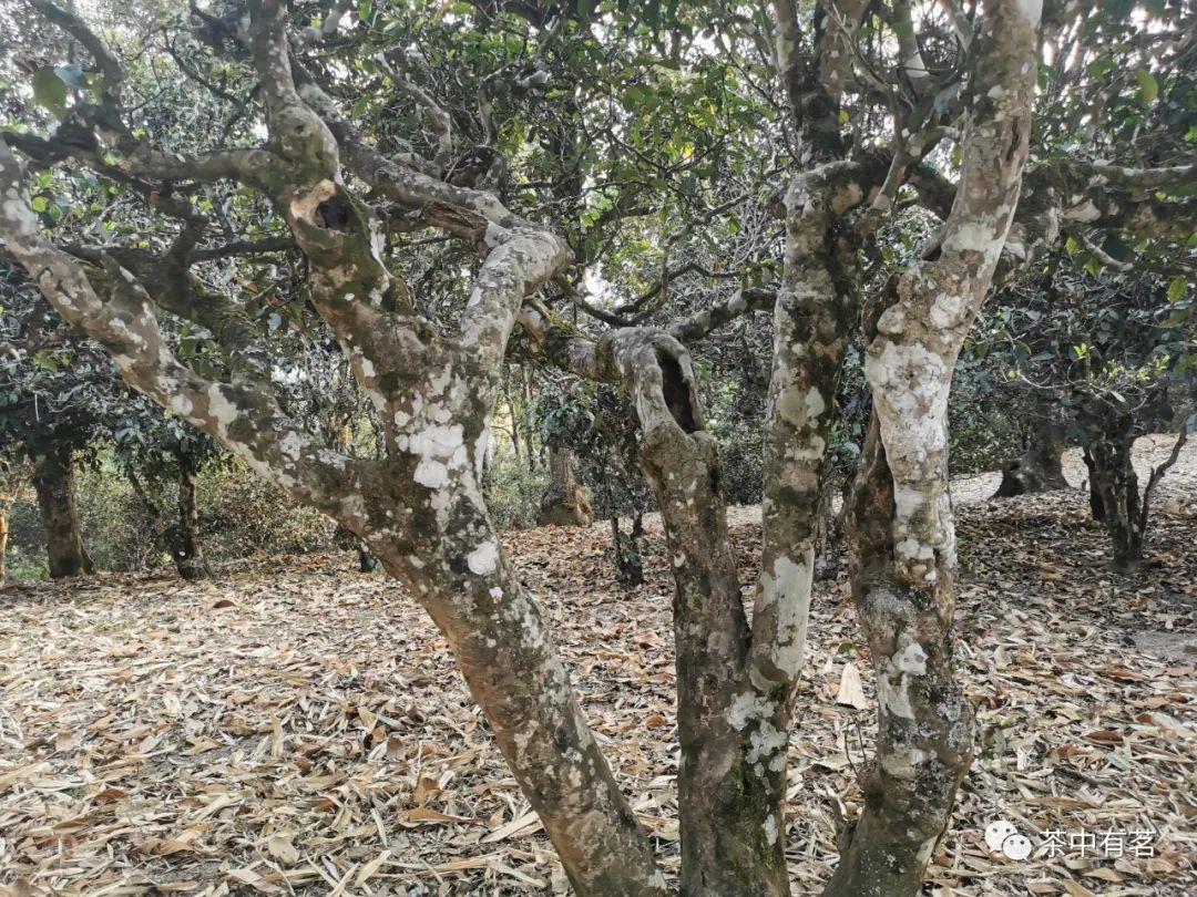 什么是普洱茶?普洱茶的国标定义是什么?