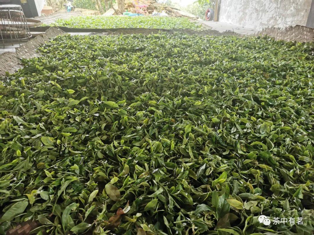 什么是普洱茶?普洱茶的国标定义是什么?