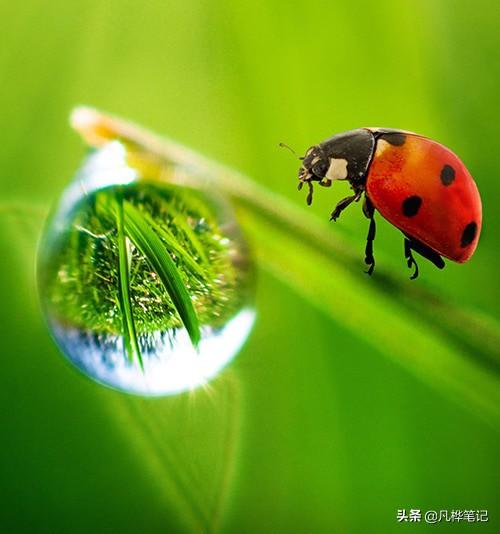 微距是什么意思？微距镜头什么时候使用？