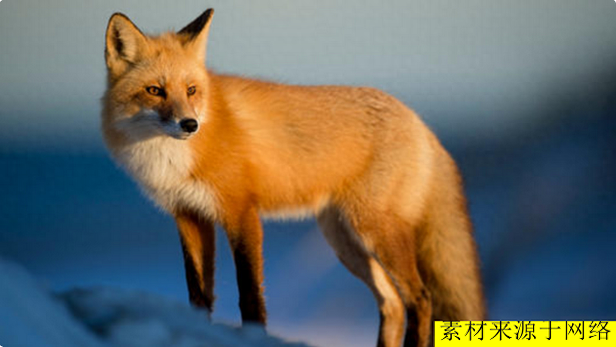 白狐可以养吗？狐狸也可以当宠物养？没错，养狐狸却有一些“禁忌”