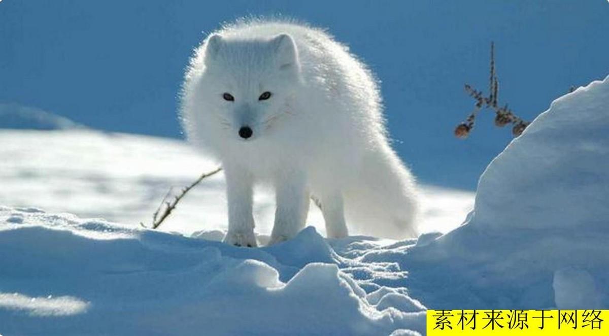 白狐可以养吗?狐狸也可以当宠物养?没错,养狐狸却有一些“禁忌”