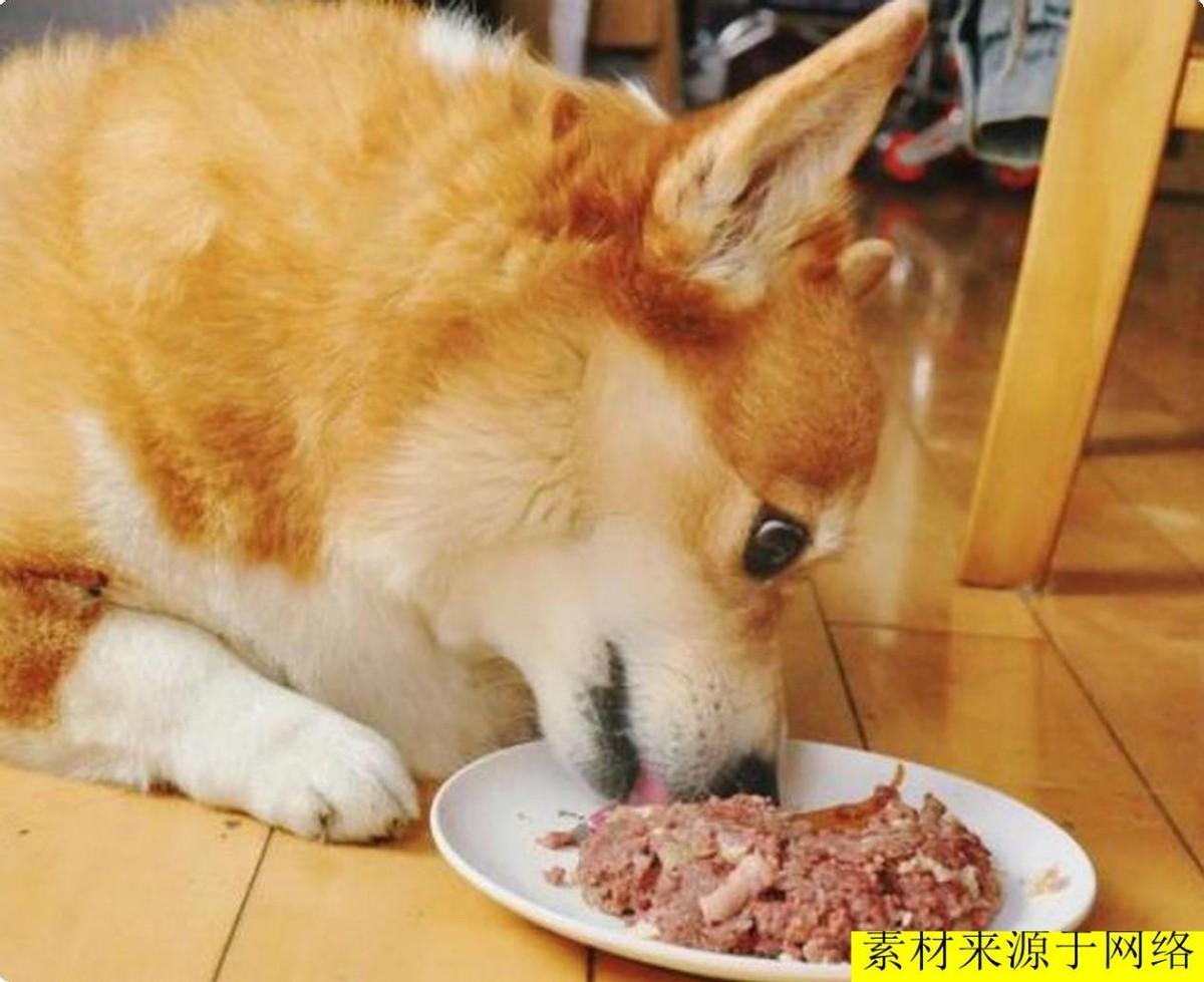 白狐可以养吗?狐狸也可以当宠物养?没错,养狐狸却有一些“禁忌”