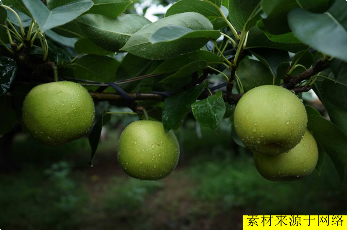 白狐可以养吗?狐狸也可以当宠物养?没错,养狐狸却有一些“禁忌”