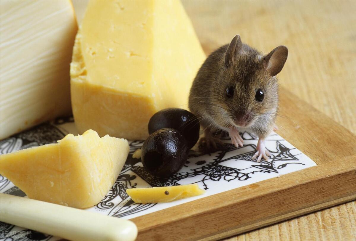 老鼠会游泳吗?老鼠可以用水淹死吗?放水里多久老鼠可以被淹死?