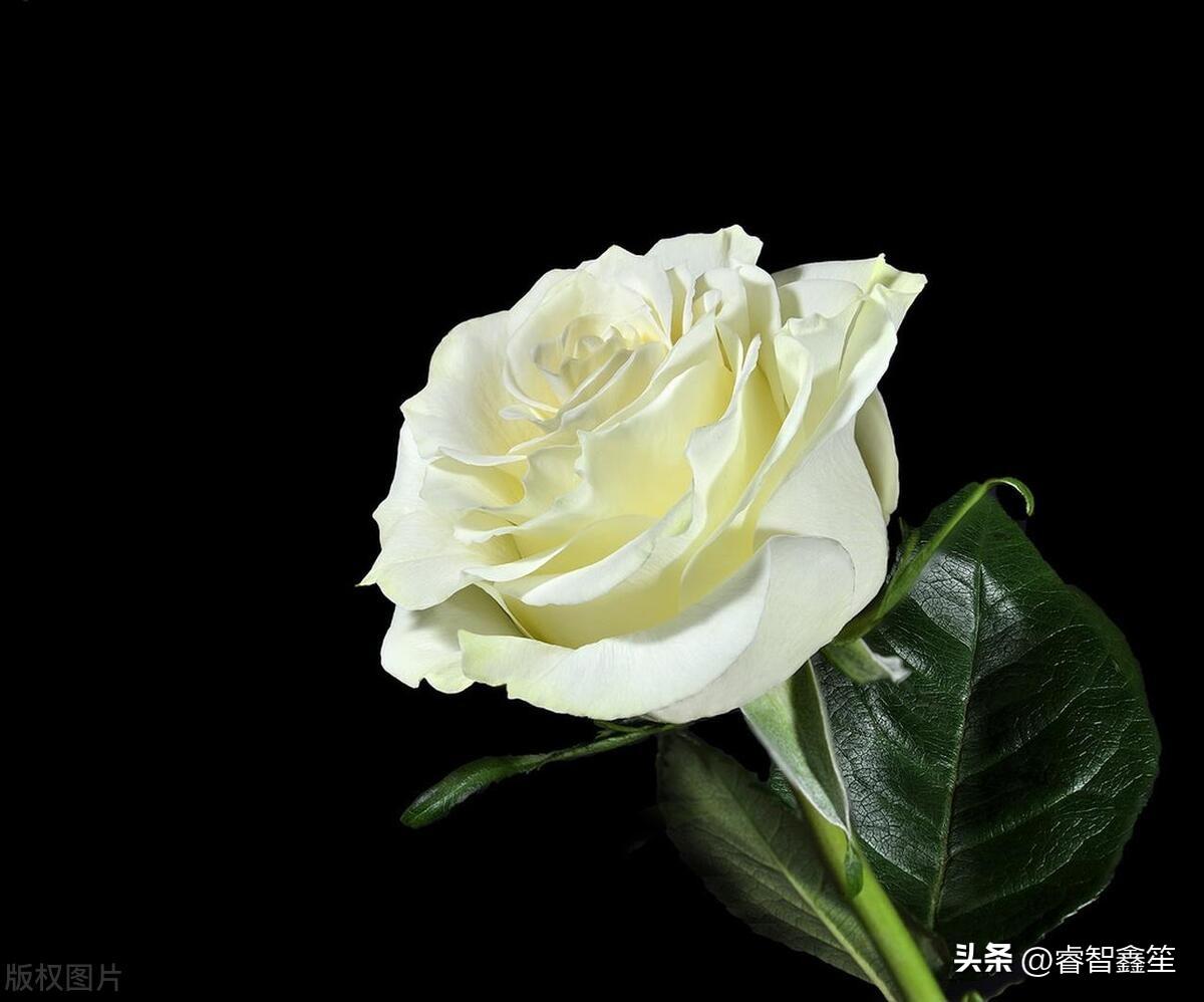 白玫瑰花语有什么寓意吗？白玫瑰——相伴一生，至死不渝的爱情