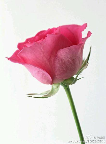 玫瑰花的寓意代表什么意思?玫瑰花的花语你知道吗?