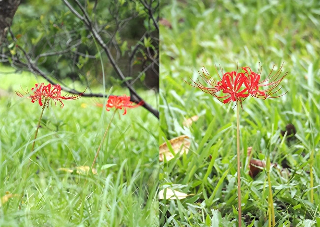 十大不吉利花有哪些，很多人不懂，还傻傻的养在家里