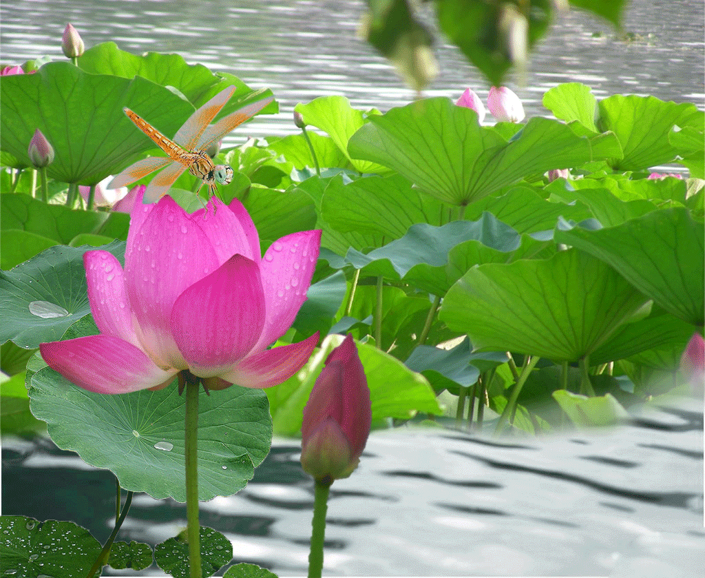 ​并蹄莲图片 双生花？快速了解什么是并蹄莲