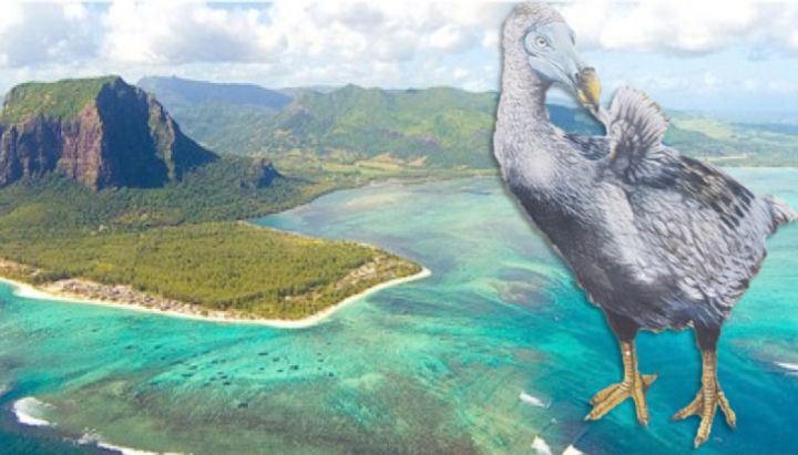 渡渡鸟什么时候灭绝的?渡渡鸟真正的灭绝原因