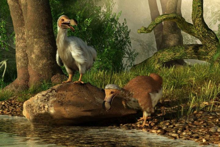 渡渡鸟什么时候灭绝的?渡渡鸟真正的灭绝原因