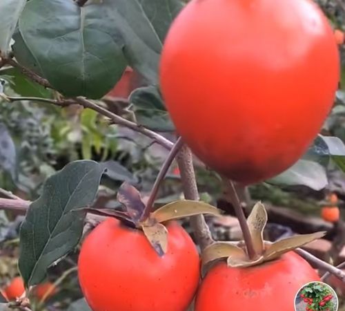 ​野柿子树与老鸦柿区别，金弹子长什么样怎么区别？