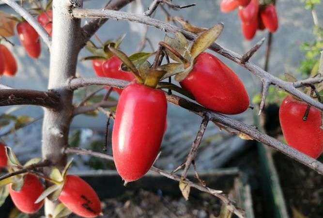 野柿子树与老鸦柿区别,金弹子长什么样怎么区别?