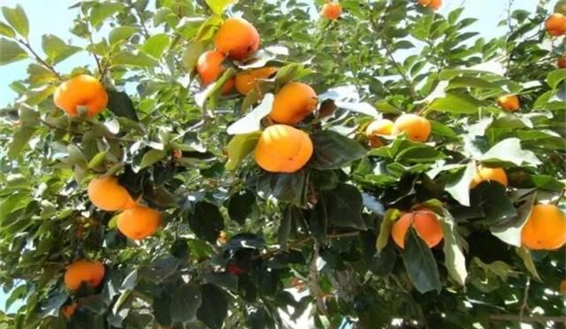 野柿子树与老鸦柿区别,金弹子长什么样怎么区别?