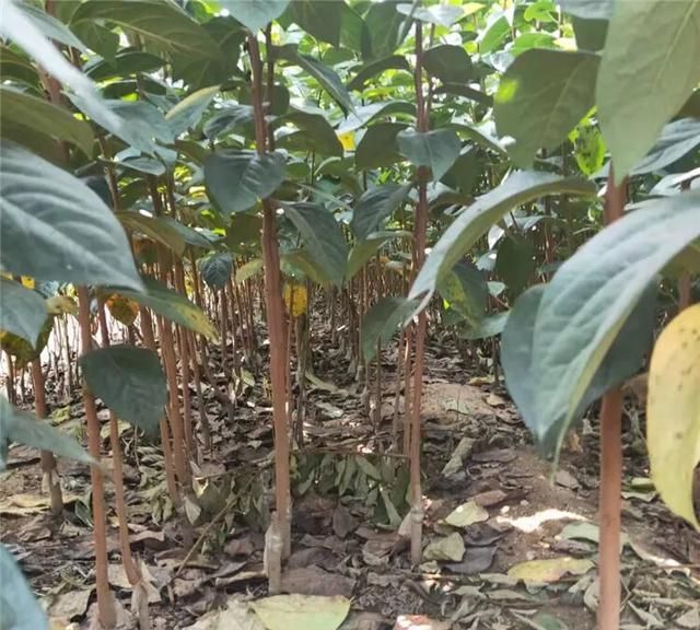 野柿子树与老鸦柿区别,金弹子长什么样怎么区别?