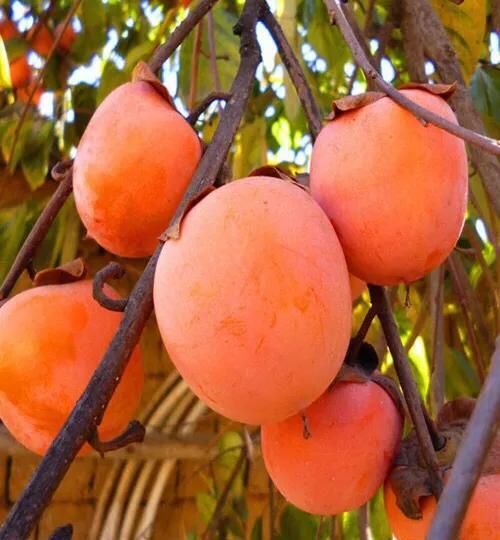 野柿子树与老鸦柿区别,金弹子长什么样怎么区别?