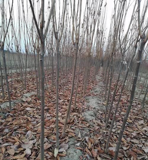 野柿子树与老鸦柿区别,金弹子长什么样怎么区别?