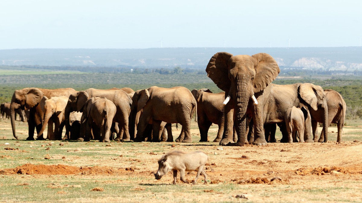 《黑象》|每一次的骑象,都促使一个大象家族的支离破碎