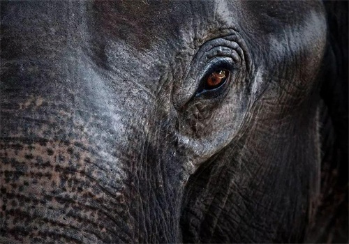 《黑象》|每一次的骑象,都促使一个大象家族的支离破碎