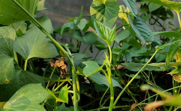 ​番薯叶是红薯叶,红薯叶和地瓜叶一样吗