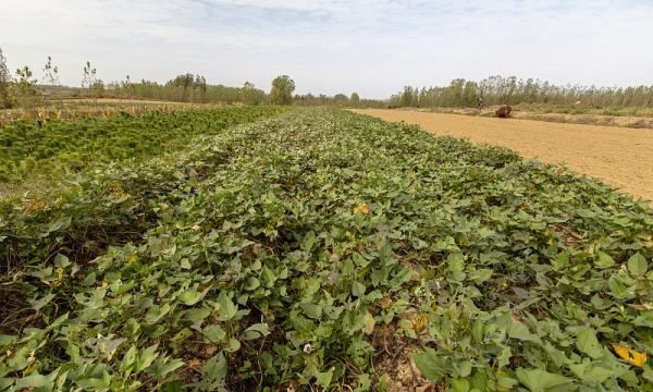 番薯叶是红薯叶,红薯叶和地瓜叶一样吗