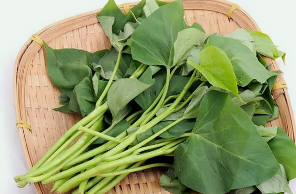 番薯叶是红薯叶,红薯叶和地瓜叶一样吗