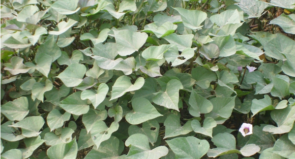 番薯叶是红薯叶,红薯叶和地瓜叶一样吗