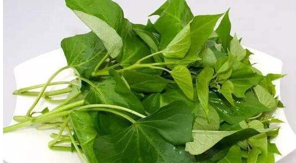 番薯叶是红薯叶,红薯叶和地瓜叶一样吗