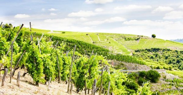 ​法国红酒标签小丑，法国红酒aop在标签的什么位置