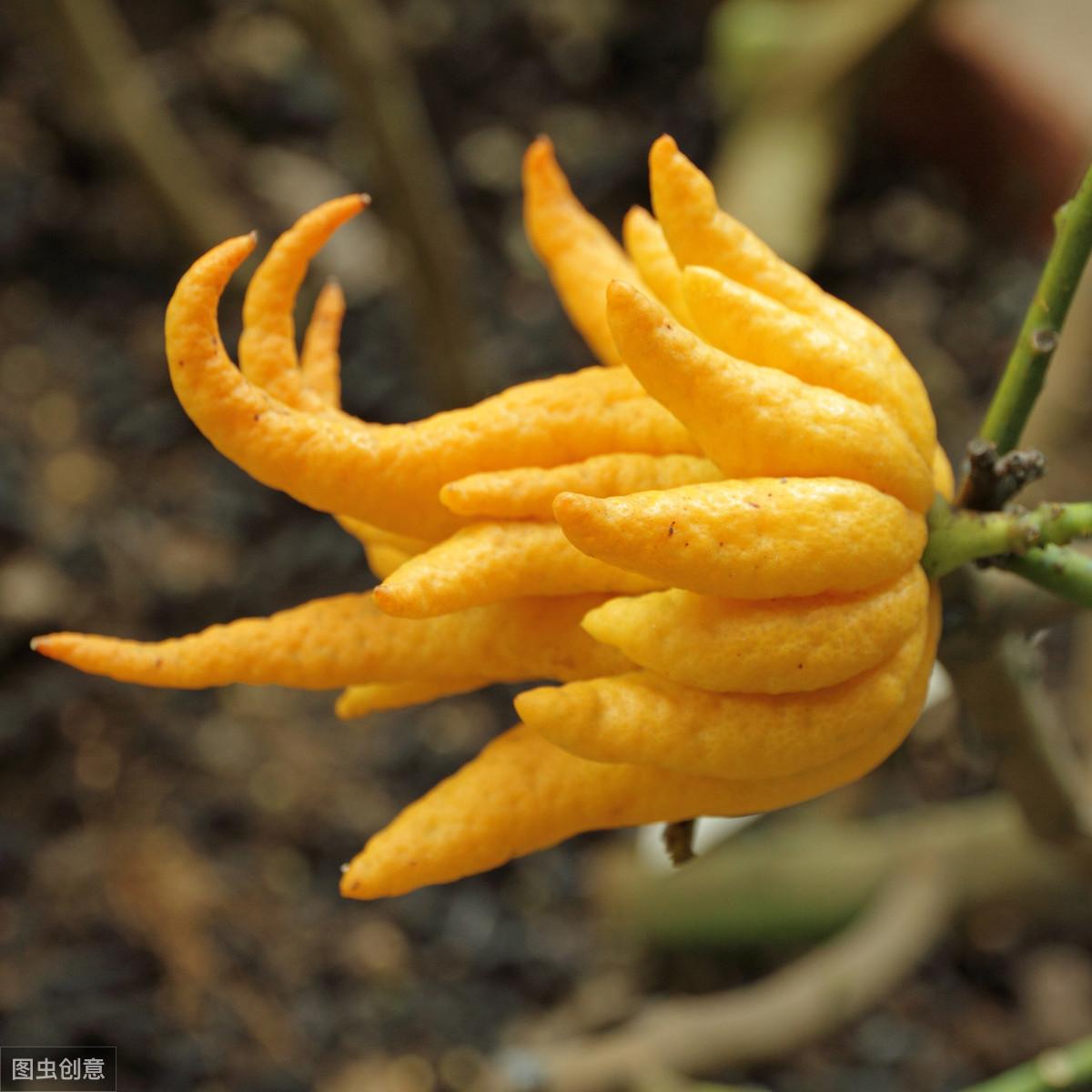 一款只靠颜值和名字就能让人感觉高大上的水果——佛手果正确吃法