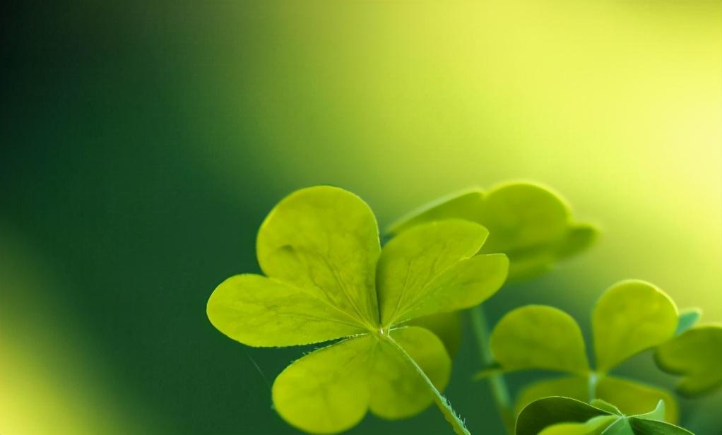 关于四叶草 你不得不知道的8个知识