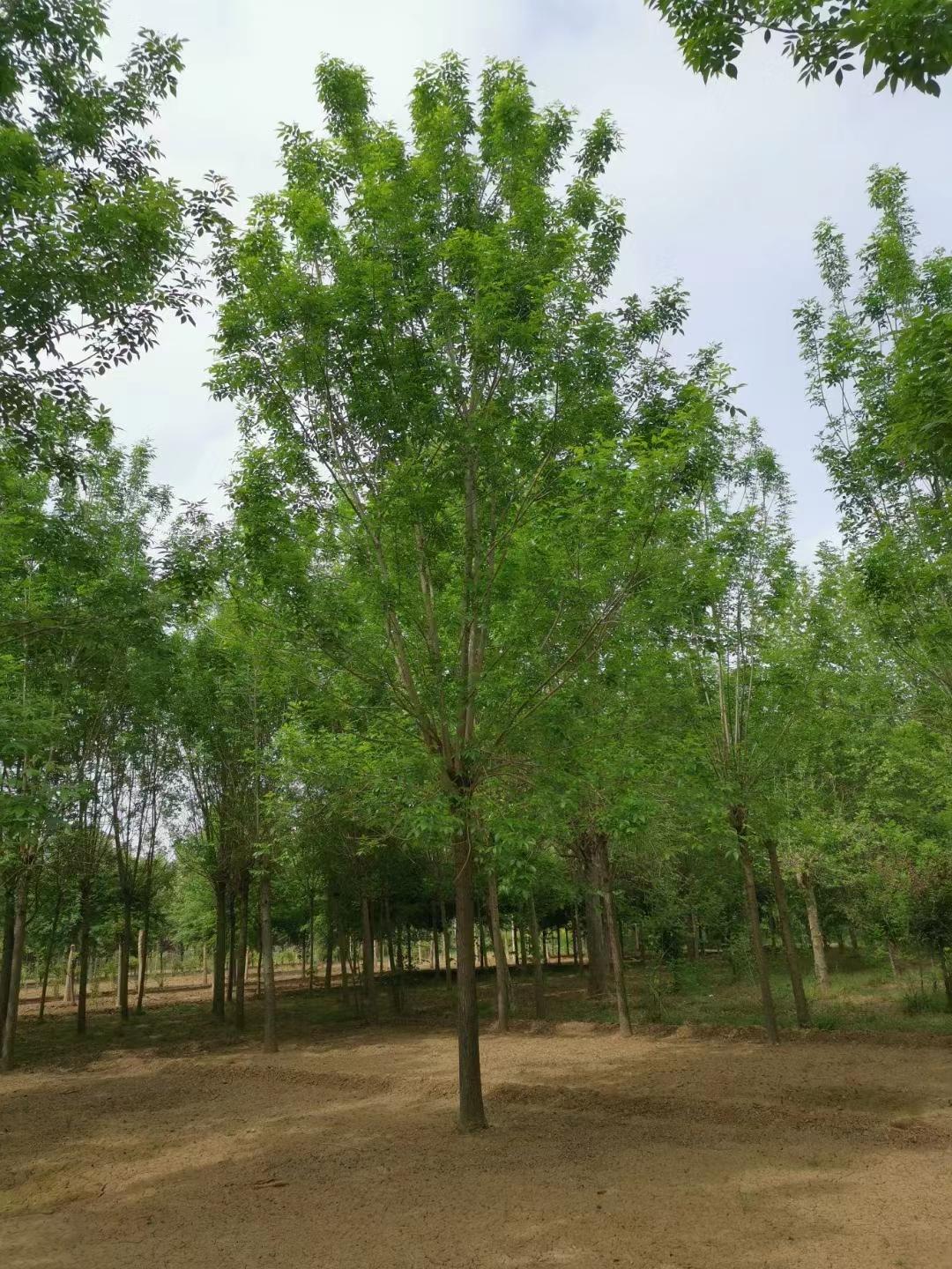 白蜡树种植方法，一起来了解了解吧